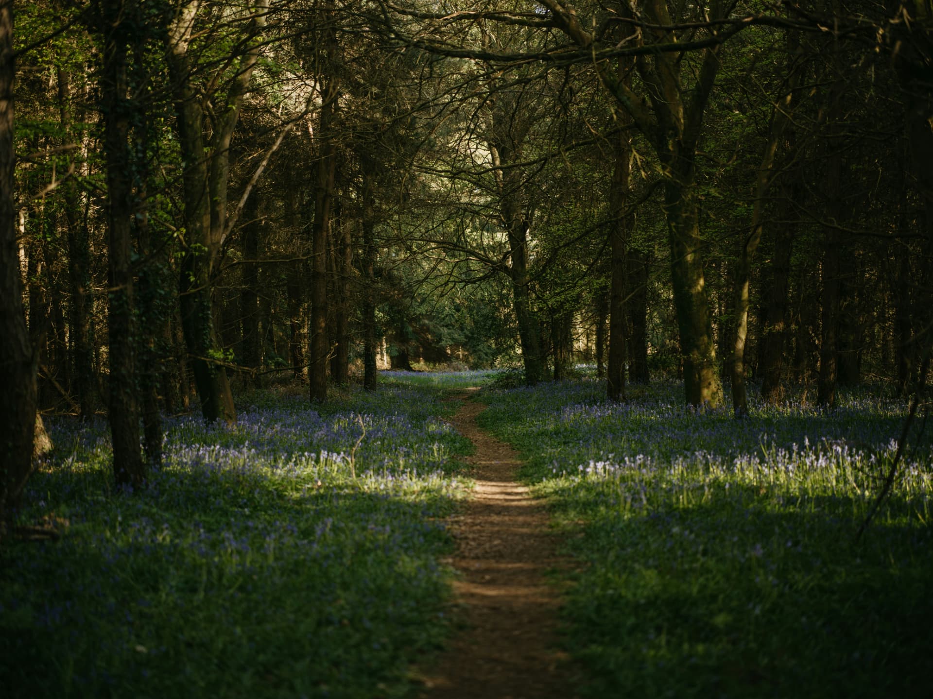 A winding path through a sunlit forest with bluebells