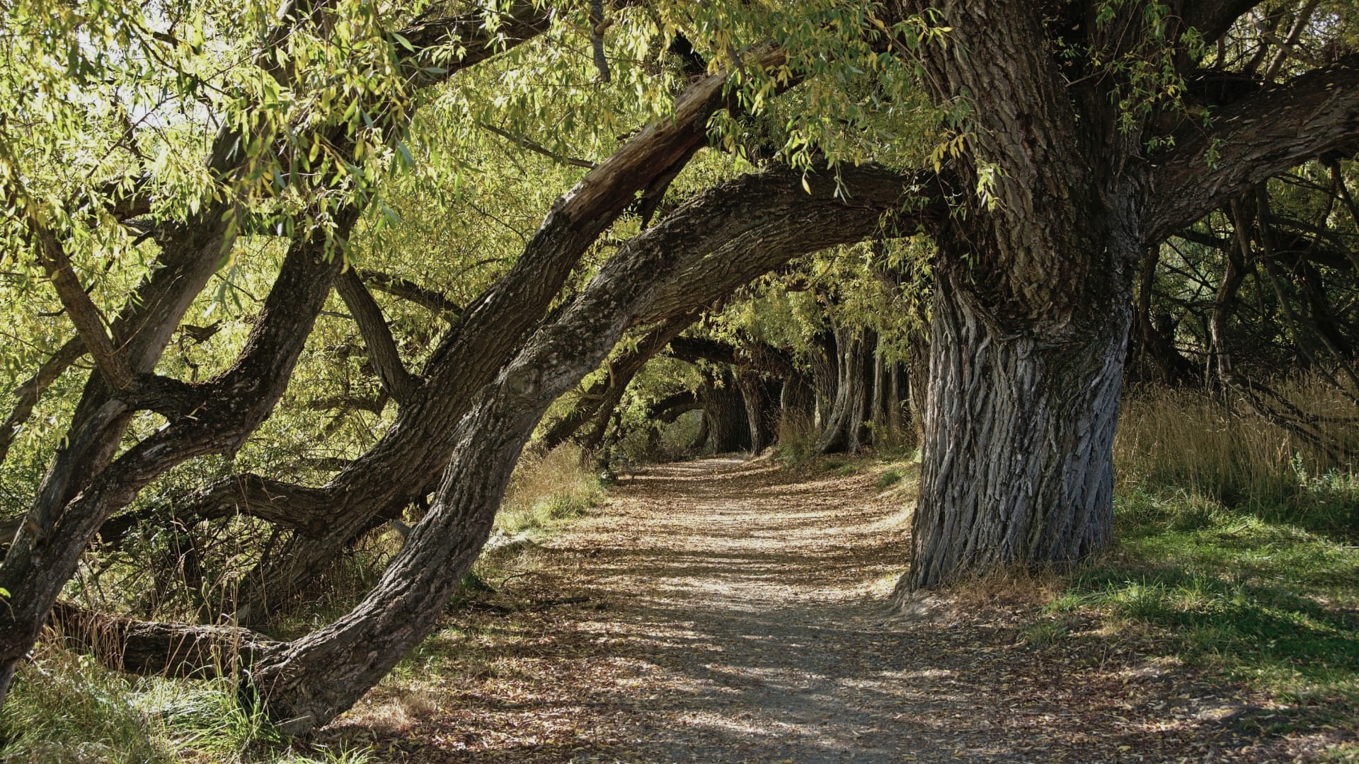 A sun-dappled path winding through a tunnel of old, leaning trees
